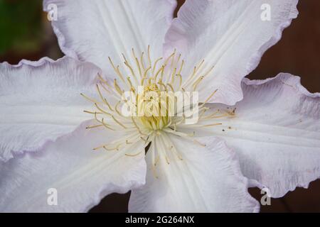 grande clematis bianco fiorito 'duchess of edinburgh' in fiore d'estate Foto Stock