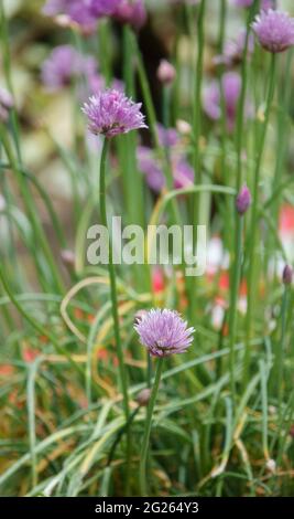 bella rosa e porpora fiori di erba cipollina in estate Foto Stock