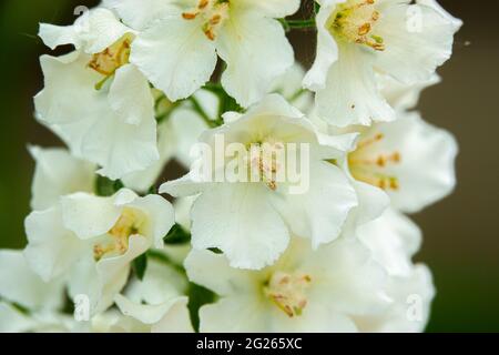 dettaglio primo piano di bellissimi fiori bianchi di larkspur delphinium in fiore estivo Foto Stock