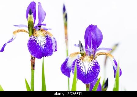 Fiori e boccioli dell'iride viola su sfondo bianco Foto Stock