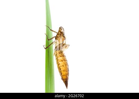 Esovia di una larva metamorfosa della specie di libellula damigella verde-blu su una foglia verde Foto Stock