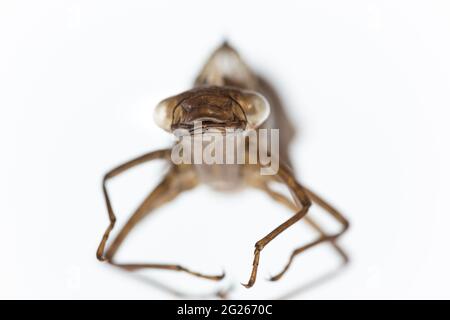 Exuvia di una larva metamorfosa della specie di libellula damigella verde-blu Foto Stock