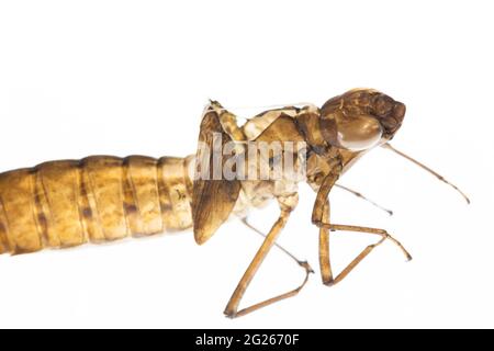 Exuvia di una larva metamorfosa della specie di libellula damigella verde-blu Foto Stock