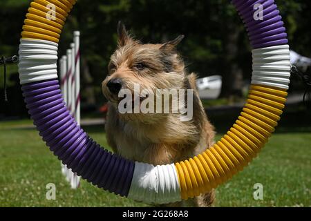 Tarrytown, Stati Uniti. 8 giugno 2021. Una dimostrazione di agilità di un Berger Picard chiamato "Chester" durante la giornata di anteprima stampa per la 145a edizione annuale del Westminster Kennel Club Dog Show presso la Lyndhurst Estate di Tarrytown, NY, 8 giugno 2021. A causa della pandemia del COVID-19, il luogo dove si svolge il WKC Dog Show è stato spostato dal Madison Square Garden alla Lyndhurst Estate nella contea di Westchester, fuori New York City. (Foto di Anthony Behar/Sipa USA) Credit: Sipa USA/Alamy Live News Foto Stock