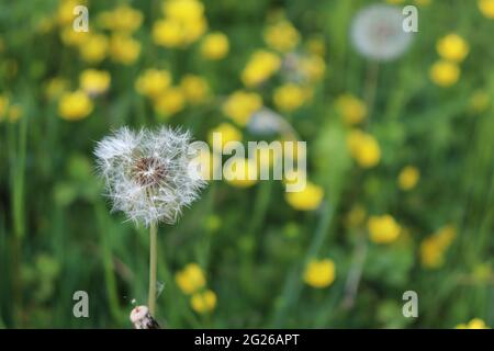 Taraxacum officinale, il dente di leone o dente di leone comune Foto Stock