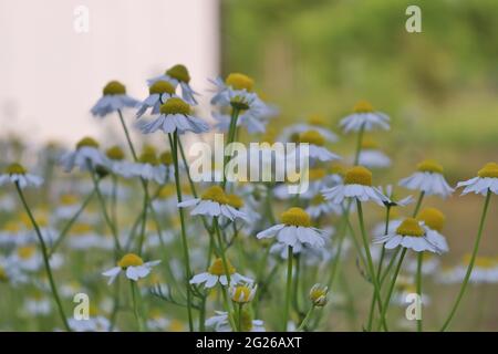 Camomilla bianca sana primo piano all'aperto in primavera lat Matricaria chamomilla Foto Stock