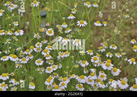 Camomilla bianca sana primo piano all'aperto in primavera lat Matricaria chamomilla Foto Stock