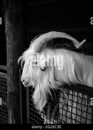 Immagine verticale in scala di grigi di una capra bianca che pende sulla porta a reticolo di una barra Foto Stock