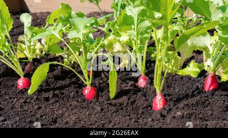 Il ravanello rosso maturo cresce in terra nera su un letto con verdure a foglia o verdure a foglia. Primo piano di verdure biologiche con spazio di copia. vegeta organico in crescita Foto Stock