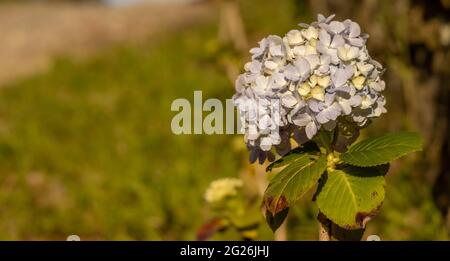 Idrangea fiore, blu e bianco, hortensia, sfondo verde sfocato. Foto Stock