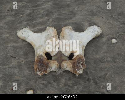 I resti scheletrici di un animale, molto probabilmente da una tartaruga di leatherback, sulla spiaggia di Manzanilla a Trinidad. Foto Stock