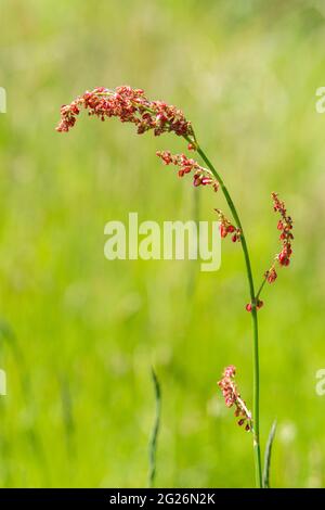 Fiori di sorbetto comune (Rumex acetosa), Regno Unito Foto Stock