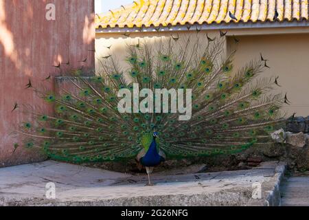 Presentazione della coda di Peacock Foto Stock