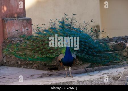 Presentazione della coda di Peacock Foto Stock