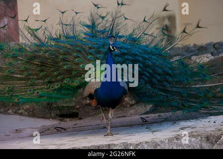 Presentazione della coda di Peacock Foto Stock