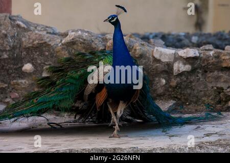 Presentazione della coda di Peacock Foto Stock