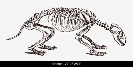 Stemma comune scheletro meles in vista profilo, dopo l'incisione antica del 19 ° secolo Illustrazione Vettoriale