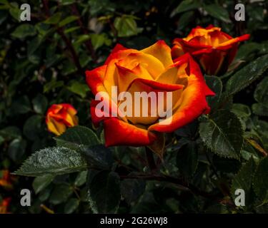 Una rosa gialla con punte rosse che fioriscono nel giardino circondato da foglie di verde scuro Foto Stock