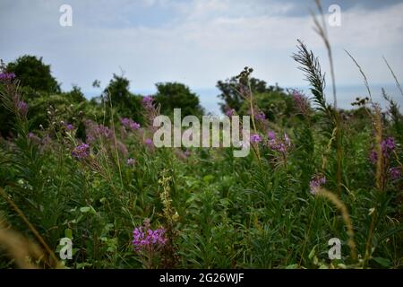 Fiori selvatici, ed erbe a St Boniface Downs, Ventnor, Isola di Wight, Regno Unito Foto Stock