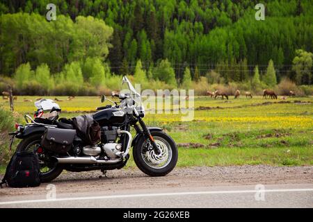 Triumph moto, Bonneville Speedmaster, di fronte a un campo di giovani mamme alk con i loro vitelli di un anno. Foto Stock