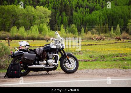 Triumph moto, Bonneville Speedmaster, di fronte a un campo di giovani mamme alk con i loro vitelli di un anno. Foto Stock