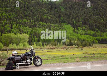 Triumph moto, Bonneville Speedmaster, di fronte a un campo di giovani mamme alk con i loro vitelli di un anno. Foto Stock