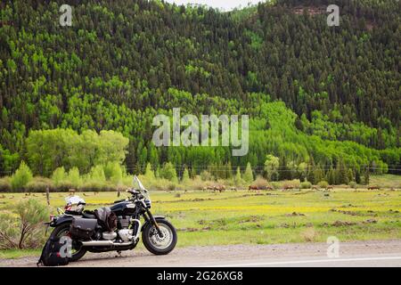 Triumph moto, Bonneville Speedmaster, di fronte a un campo di giovani mamme alk con i loro vitelli di un anno. Foto Stock