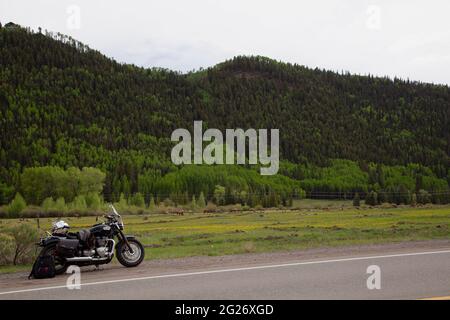 Triumph moto, Bonneville Speedmaster, di fronte a un campo di giovani mamme alk con i loro vitelli di un anno. Foto Stock