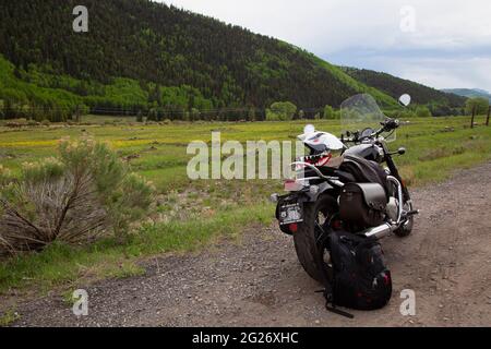 Triumph moto, Bonneville Speedmaster, di fronte a un campo di giovani mamme alk con i loro vitelli di un anno. Foto Stock