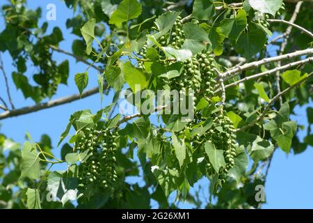Inizio estate orientale cottonwood albero o foglie e capsule di semi contro cielo blu Foto Stock