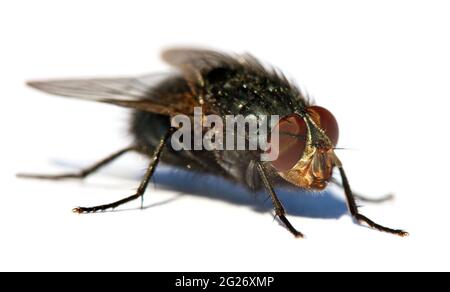 vola con gli occhi rossi, primo piano di isolatet mosca su sfondo bianco Foto Stock