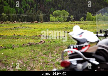 Triumph moto, Bonneville Speedmaster, di fronte a un campo di giovani mamme alk con i loro vitelli di un anno. Foto Stock