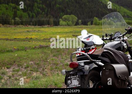 Triumph moto, Bonneville Speedmaster, di fronte a un campo di giovani mamme alk con i loro vitelli di un anno. Foto Stock