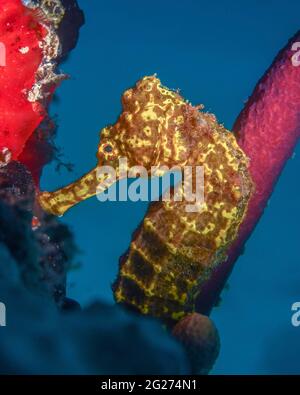 Un cavalluccio marino lungo (Hippocampus reidi) si aggrappano al corallo spugnoso. Foto Stock