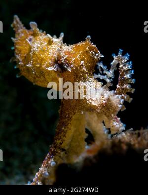 Primo piano di un polpo blu, Anilao, Filippine. Foto Stock
