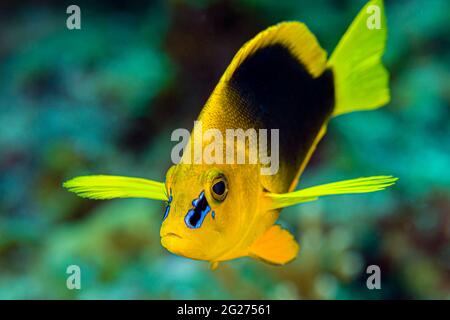 Una frazione timida (Hypopectrus guttavarius), piccola isola di Cayman. Foto Stock