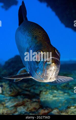 Pesce Tarpon nuotare verso la macchina fotografica, Little Cayman Island. Foto Stock