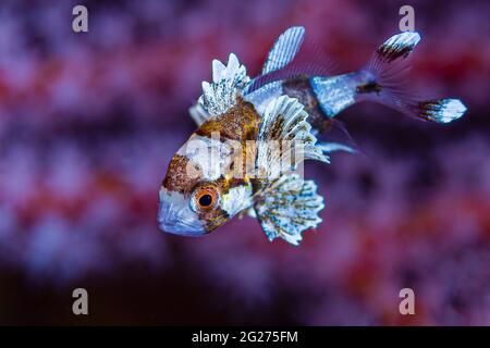 Giovani dolcetti a più macchie (Plectorhinchus chaetodonoides). Foto Stock