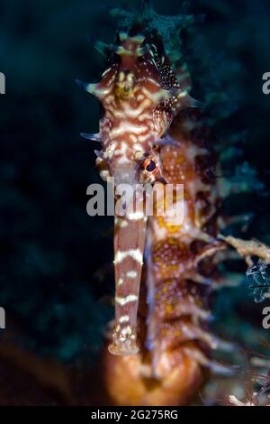 Colpo di testa di un cavalluccio marino spinoso (Hippocampus histrix). Foto Stock