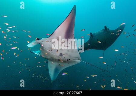 Due raggi oceanici di manta (Manta birostris) che arrivano in una stazione di pulizia, Maldive. Foto Stock