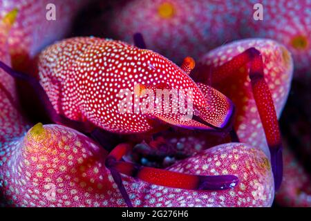 Gamberetto imperatore (imperatore Periclimenes) su un cetriolo di mare. Foto Stock