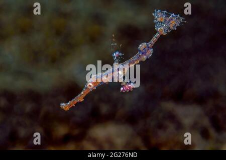 Un giovane pesce fantasma ornato (Solenostomus paradoxus). Foto Stock