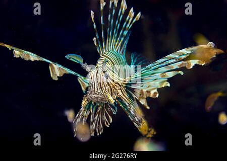 Lionfish comune (Pterois miglia), vista frontale. Foto Stock