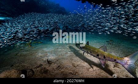 Grande barracuda (Sphyraena barracuda) con argenteria, aringhe e acciughe, Cuba. Foto Stock