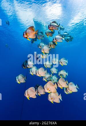 Scuola di spadefish longfin (Platax teira) con subacqueo, Kimbe Bay, Papua Nuova Guinea. Foto Stock