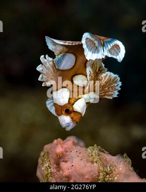 Un giovane pesce con molti sweetlip macchiati (Plectorhinchus chaetodonoides), Indonesia. Foto Stock