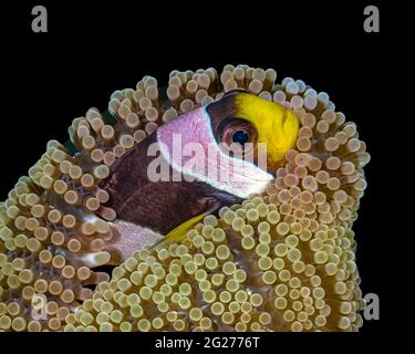 L'anemonefish di Clark (Amphiprion clarkii) nel suo anemone. Foto Stock