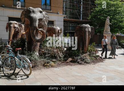 Londra, Regno Unito. 8 Giugno 2021. Foto scattata l'8 giugno 2021 mostra le persone che camminano accanto a elefanti artigianali a Chelsea, Londra, Gran Bretagna. Le opere d'arte pubbliche di 50 elefanti a grandezza naturale realizzati a mano sono in un tour di installazione del Regno Unito per evidenziare il nostro pianeta affollato, l'effetto dell'invasione umana sugli spazi selvaggi e i modi ispiratori in cui possiamo coesistere con tutti gli altri esseri viventi. Credit: Han Yan/Xinhua/Alamy Live News Foto Stock