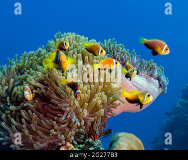 L'anemonefish di Maldive (nigripes di Amphiprion) gioca nel loro anemone, Maldive. Foto Stock