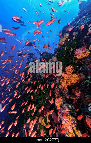 I pesci colorati delle anthias si sciame lungo una parete di corallo all'Isola Verde nelle Filippine. Foto Stock